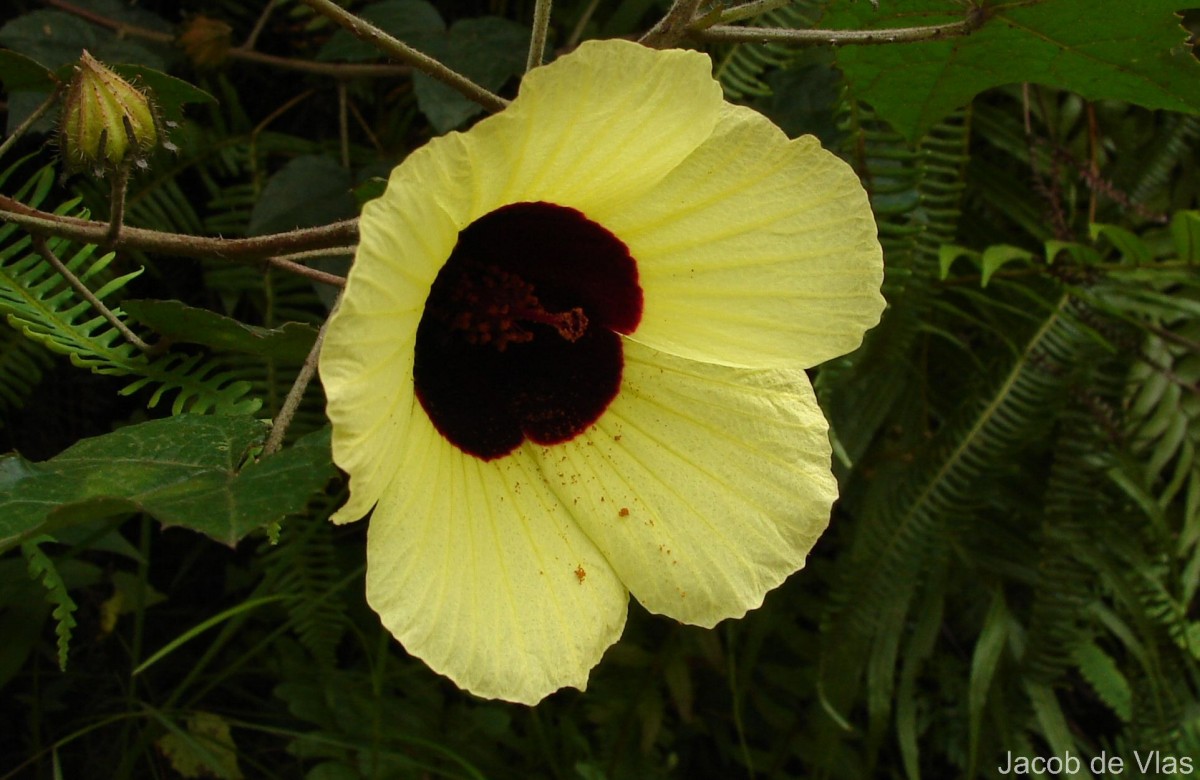 Hibiscus hispidissimus Griff.